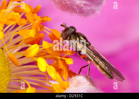 Hoverfly Melanostoma Scalare Weibchen in einer Anemone Blumen in einem Garten. Powys, Wales. September. Stockfoto