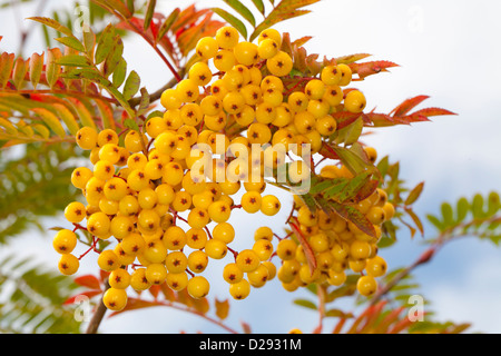 Rowan oder Eberesche Baum (Sorbus Aucuparia) 'Joseph Rock' Beeren auf einem Baum im Garten. Powys, Wales. September. Stockfoto