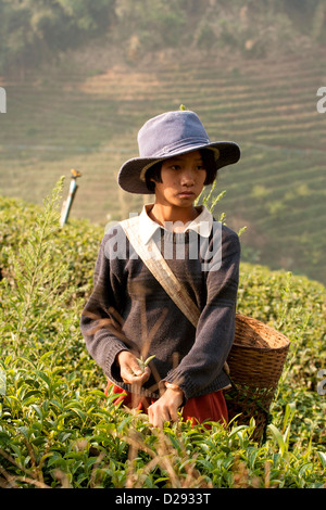 ein junges Mädchen des Akha-Stammes, arbeiten in einem Teefeld in Mae Salong, Chiang Rai, Thailand Stockfoto