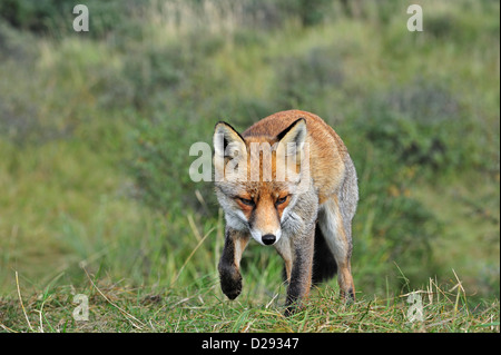 Rotfuchs (Vulpes Vulpes) stalking Beute auf Wiese von folgenden Duftspur nahe Waldrand Stockfoto