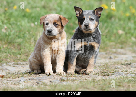 Hund Australian Cattle Dog zwei Welpen (rot und blau) sitzen Stockfoto
