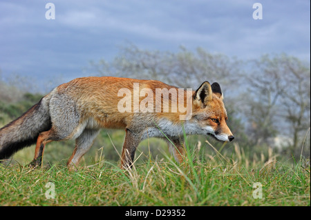 Rotfuchs (Vulpes Vulpes) stalking Opfer von folgenden Duftspur im Grünland Stockfoto