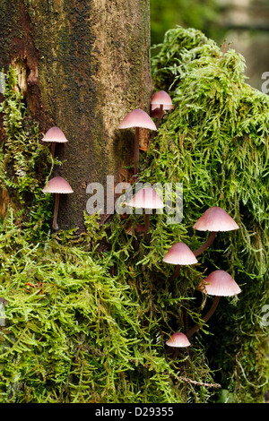 Kleine Mütze Pilze (Mycena sp.). Durch Moose wächst auf einem Toten Eberesche. Powys, Wales. Oktober. Stockfoto