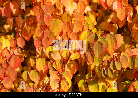 Blätter der Katsura-Baum (Cercidiphyllum Japonicum) im Herbst Farbe. Garten Baum. Powys, Wales. Oktober. Stockfoto