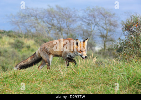 Rotfuchs (Vulpes Vulpes) Jagd Beute durch folgenden Pfad durch Duft in Grünland am Waldrand Stockfoto
