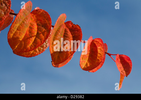 Blätter der Katsura-Baum (Cercidiphyllum Japonicum) im Herbst Farbe. Garten Baum. Powys, Wales. Oktober. Stockfoto