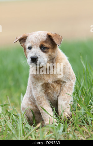 Hund Australian Cattle Dog Welpen (rot) sitzen auf dem Rasen Stockfoto