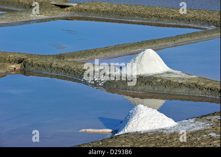 Salzpfanne für die Production von Fleur de Sel / Meersalz auf der Insel Ile de Ré, Charente-Maritime, Frankreich Stockfoto