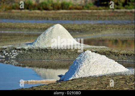 Salzpfanne für die Production von Fleur de Sel / Meersalz auf der Insel Ile de Ré, Charente-Maritime, Frankreich Stockfoto