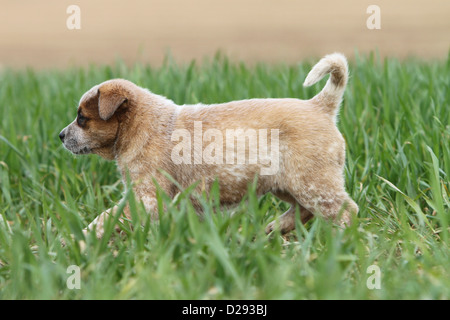 Hund Australian Cattle Dog Welpen (rot) zu Fuß auf der Wiese Stockfoto