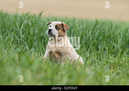 Hund Australian Cattle Dog Welpen (rot) sitzen in der Wiese Stockfoto