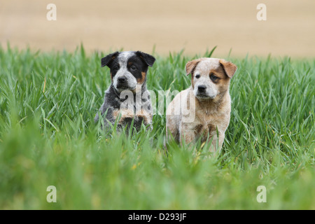 Hund, Australian Cattle Dog zwei Welpen (rot und blau) sitzen auf dem Rasen Stockfoto