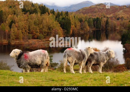 Herdwick Schafe über Tarn Hows, Lake District, Cumbria. England. Oktober. Stockfoto