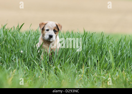 Hund Australian Cattle Dog Welpen (rot) sitzen auf dem Rasen Stockfoto