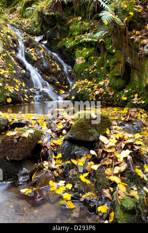 Gefallene Herbstlaub der kleinen Leaved Linde (Tilia Cordata) neben einem Bach. In der Nähe von Coniston Water, Lake District, England. Stockfoto