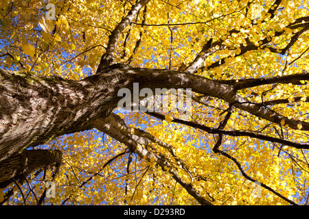 Gemeinsamen Linde (Tilia X europaea) im Herbst. Powys, Wales. Oktober. Stockfoto