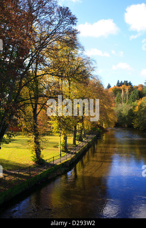 Gemeinsamen Linden (Tilia X europaea) neben den Fluss Severn im Herbst. Llanidloes, Powys, Wales. Oktober. Stockfoto