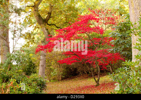 Japanischer Ahorn (Acer Palmatum) Baum in einem Wald Garten im Herbst. Gregynog Garten, Powys, Wales. Oktober. Stockfoto