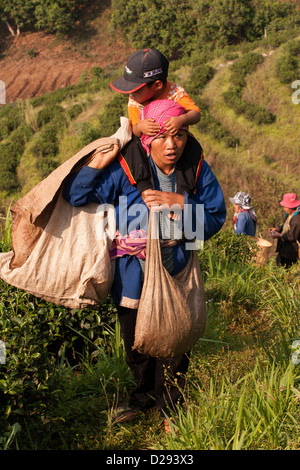 Frauen des Akha-Stammes, arbeiten in einem Teefeld in Mae Salong, Chiang Rai, Thailand. Eine Mutter trägt ihr Kind Stockfoto