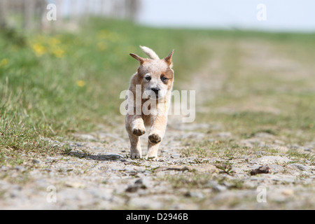 Hund Australian Cattle Dog Welpen (rot) laufen Stockfoto