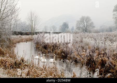 Schwäne (Cygnus Olor) auf den stillgelegten Montgomery Kanal an einem frostigen Wintertag stumm. In der Nähe von Berriew, Powys, Wales. Dezember. Stockfoto