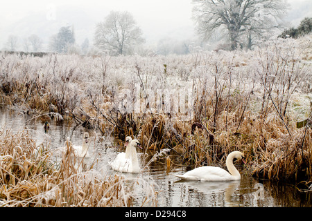 Schwäne (Cygnus Olor) auf den stillgelegten Montgomery Kanal an einem frostigen Wintertag stumm. In der Nähe von Berriew, Powys, Wales. Dezember. Stockfoto