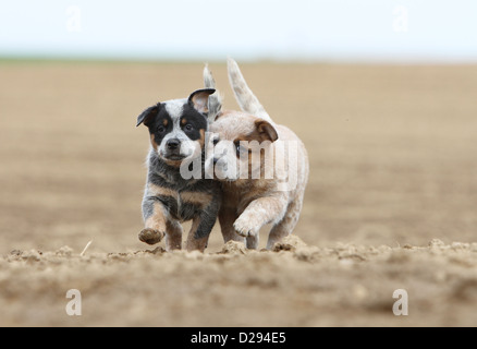 Hund Australian Cattle Dog zwei Welpen (rot und blau) zusammen laufen zu synchronisieren Stockfoto