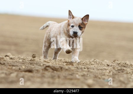 Hund Australian Cattle Dog Welpen (rot) in einem Feld Stockfoto