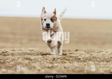 Hund Australian Cattle Dog Welpen (rot) in einem Feld Stockfoto