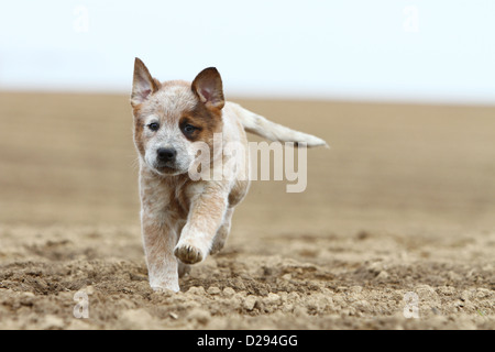 Hund Australian Cattle Dog Welpen (rot) in einem Feld Stockfoto