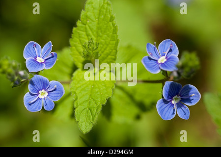 kleine blaue Blume (Veronica Chamaedrys) auf Wiese Stockfoto