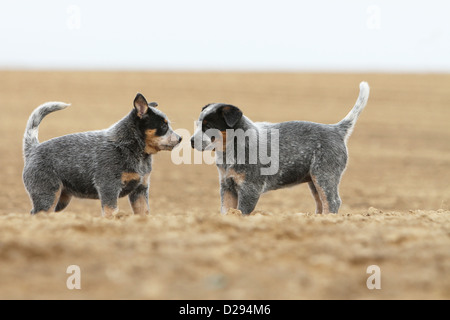 Hund Australian Cattle Dog (blau) zwei Welpen stehen von Angesicht zu Angesicht Stockfoto