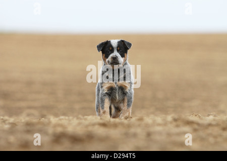 Hund Australian Cattle Dog Welpen (blau) stehende Gesicht Stockfoto