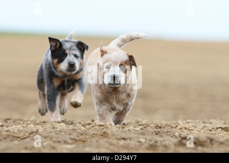 Hund Australian Cattle Dog zwei Welpen (rot und blau) läuft in einem Feld Stockfoto