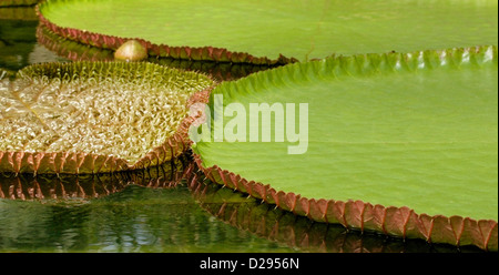 Riesigen Victoria Cruziana Seerosen. Stockfoto