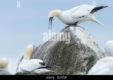 Basstölpel (Morus Bassanus) thront auf Felsen in Kolonie, große Saltee Co. Wexford Stockfoto