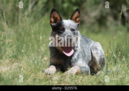 Hund Australian Cattle Dog Erwachsene (blau) liegen auf einer Wiese Stockfoto