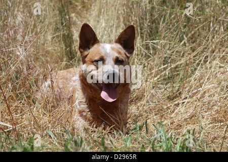 Hund Australian Cattle Dog Erwachsene (rot) auf einer Wiese liegend Stockfoto