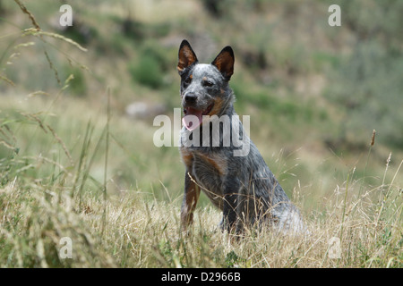 Hund Australian Cattle Dog Erwachsene (blau) sitzen auf einer Wiese Stockfoto