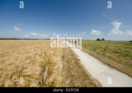 Radweg verlaufen entlang einer Gerste Feld, Chassiron, Oléron Insel, Charente-Maritime, Frankreich Stockfoto