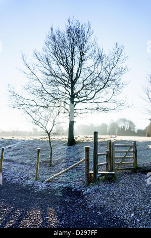 Surrey, UK. Donnerstag, 17. Januar 2013. Ein einsamer Baum in einem Bauern-Feld in der Frost in der Nähe von Redhill, Surrey Bereich hat einen Wanderweg durchzogen und ist Teil eines Fahrradclubs. Es wird hauptsächlich verwendet für blicken Schafe Credit: Alamy live-Nachrichten / MCGImages. Stockfoto