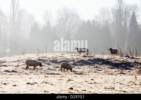 Surrey, UK. Donnerstag, 17. Januar 2013.  Schafe weiden in einem Feld aus der A25 östlich von Redhill. Mit den kalten Temperaturen, die Schafe weiden auf ziemlich frostige Boden obwohl sie scheinen dem Wetter Credit gehärtet werden: Alamy live-Nachrichten / MCGImages. Stockfoto