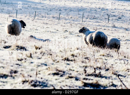 Surrey, UK. Donnerstag, 17. Januar 2013.  Schafe weiden in einem Feld aus der A25 östlich von Redhill. Mit den kalten Temperaturen, die Schafe weiden auf ziemlich frostige Boden obwohl sie scheinen dem Wetter Credit gehärtet werden: Alamy live-Nachrichten / MCGImages. Stockfoto