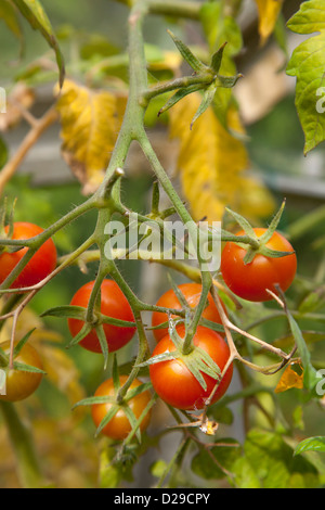 letzten Sommer Tomaten Reifen an Rebstöcken im Gewächshaus Stockfoto