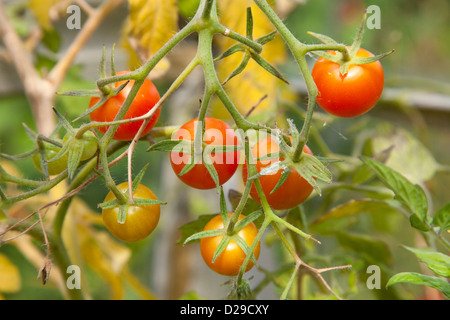 letzten Sommer Tomaten Reifen an Rebstöcken im Gewächshaus Stockfoto