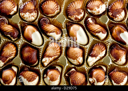 Belgische Schokolade Muscheln Stockfoto