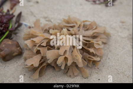 Carrageen oder Irisch Moos angespült am Strand, Christchurch, Dorset UK Stockfoto