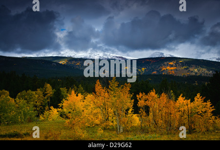Gewitterwolken kommen den Colorado Rocky Mountains im Herbst wie Aspen zeigen ihre atemberaubenden gold Farben Bäume Stockfoto