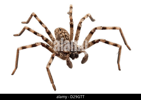 Wolfspinne Lycosa sp in high-definition Stockfoto