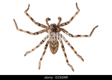 Wolfspinne Lycosa sp in high-definition Stockfoto